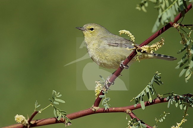 Adult 
Riverside Co., CA
April 2017 stock-image by Agami/Brian E Small,