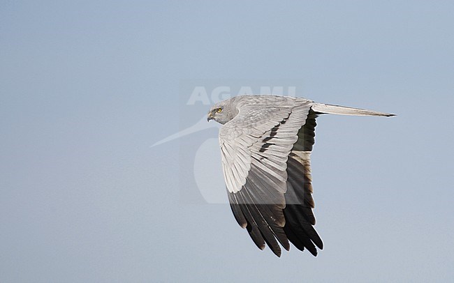Montagu's Harrier, Circus pygargus, adult male at Extremadura, Spain stock-image by Agami/Helge Sorensen,