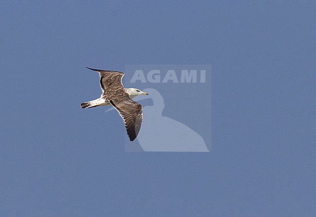 First-summer Baltic Gull (Larus fuscus) showing upperwing during migration in Egypt. stock-image by Agami/Edwin Winkel,