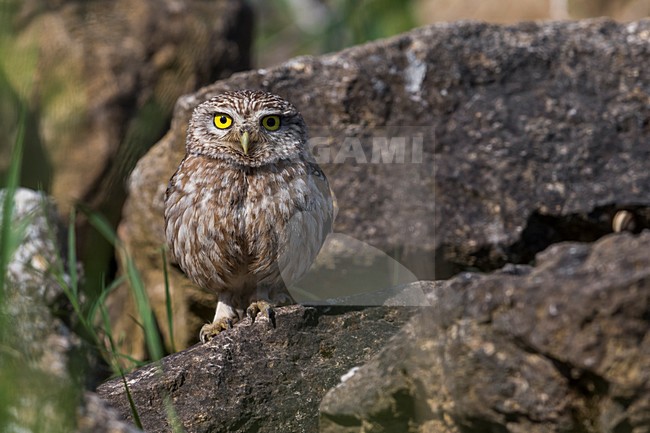 Steenuil zittend op een steen; Little Owl perched on a stone stock-image by Agami/Daniele Occhiato,
