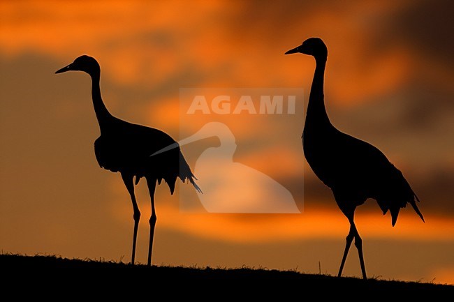 Kraanvogel staand met ondergaande zon; Common Crane standing in sunset stock-image by Agami/Bence Mate,