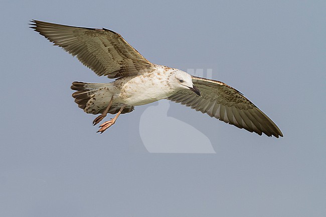 Steppe Gull - Barabamöwe - Larus barabensis, Oman, 1st W stock-image by Agami/Ralph Martin,