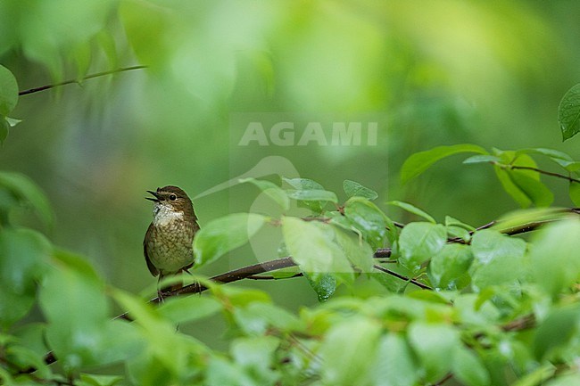 Rufous-tailed Robin, Larvivora sibilans, Russia (Baikal), adult stock-image by Agami/Ralph Martin,