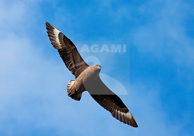 Subantarctische Grote Jager vliegend; Subantarctic Skua flying stock-image by Agami/Marc Guyt,