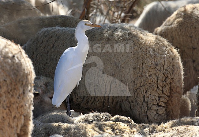 Koereiger tussen schapen; Cattle Egret amongst sheep stock-image by Agami/Jacques van der Neut,