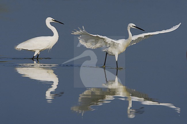 Little Egret foraging; Kleine Zilverreiger foeragerend stock-image by Agami/Daniele Occhiato,