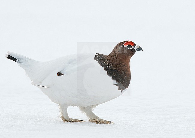Male Willow Grouse (Lagopus lagopus) at Vardö in arctic Norway. Standing still on top of snow. stock-image by Agami/Markus Varesvuo,