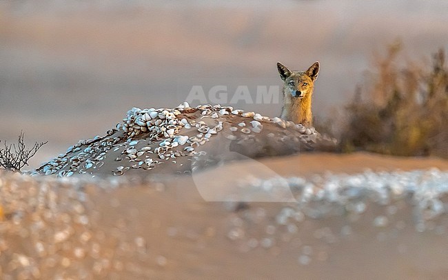 African Golden Wolf (Canis anthus) spy-hoping behind a dune in Iwik, Banc d'Arguin, Mauritania stock-image by Agami/Vincent Legrand,