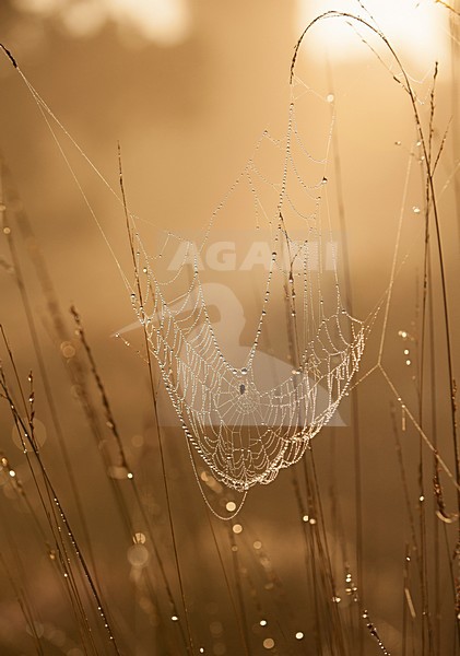 Web in ochtenddauw; spider web stock-image by Agami/Han Bouwmeester,