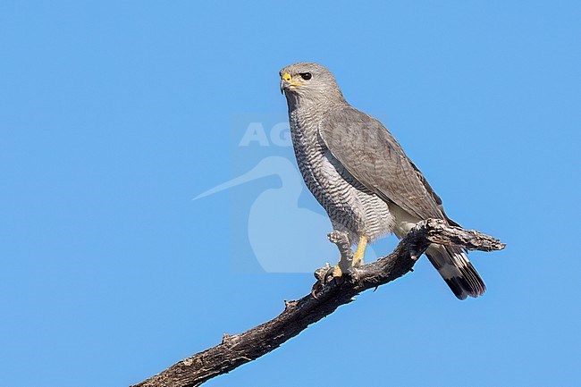 Adult
Pima Co., AZ
April 2024 stock-image by Agami/Brian E Small,