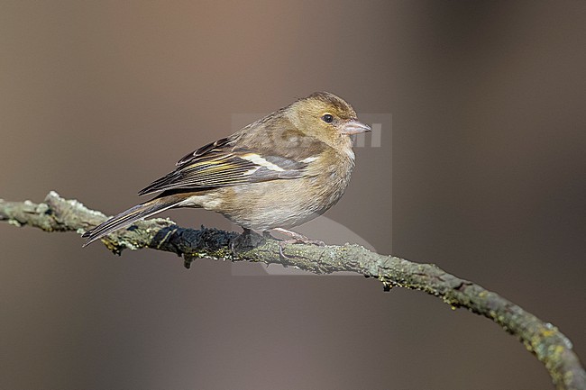 Adult male Common Chaffinch (Fringilla coelebs) perched on a rock in Florence, Tuscany, Italiy. stock-image by Agami/Vincent Legrand,