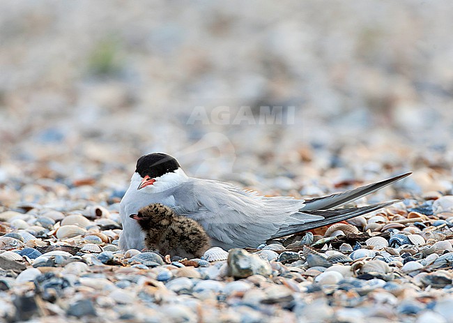 Common Tern (Sterna hirundo) on Wadden island Texel in the Netherlands. stock-image by Agami/Marc Guyt,