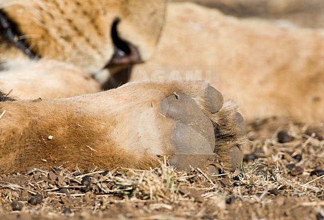 Afrikaanse Leeuw close-up; African Lion close up stock-image by Agami/Marc Guyt,