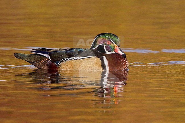 Wood Duck (Aix sponsa) swimming on a golden pond in Victoria, BC, Canada. stock-image by Agami/Glenn Bartley,