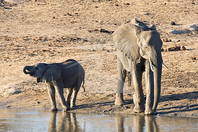 Afrikaanse Olifant in het Kruger Park; African Elephant at Kruger Park stock-image by Agami/Marc Guyt,