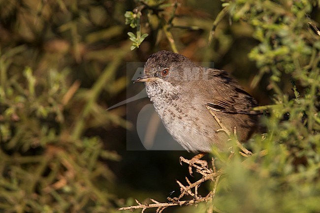 Cyprus Warbler - Schuppengrasmücke - Sylvia melanothorax, Cyprus, adult female stock-image by Agami/Ralph Martin,