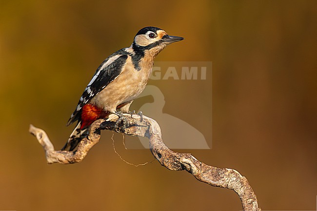 Great Spotted Woodpecker, Dendrocopos major, in Italy. stock-image by Agami/Daniele Occhiato,