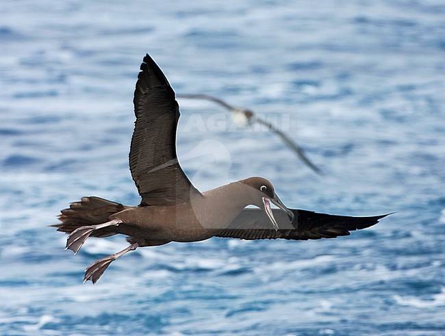 Adult Sooty Albatross (Phoebetria fusca) at sea on the southern Atlantic ocean. Bird landing at sea, with Great Shearwater in the background. stock-image by Agami/Marc Guyt,