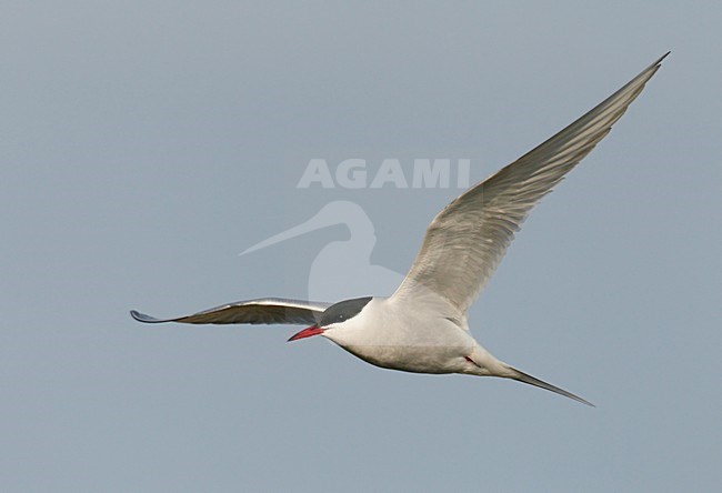 Volwassen Noordse Stern in de vlucht; Adult Arctic Tern in flight stock-image by Agami/Markus Varesvuo,