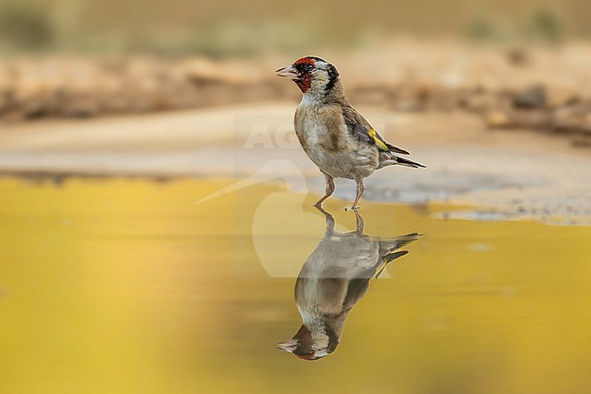In the Sierra Sierra the Albucierre mountains, a Goldfinch stands in serene waters, its reflection rippling gently. The sunrise paints the surroundings with a golden hue, casting a shimmering reflection of gold on the water. stock-image by Agami/Onno Wildschut,