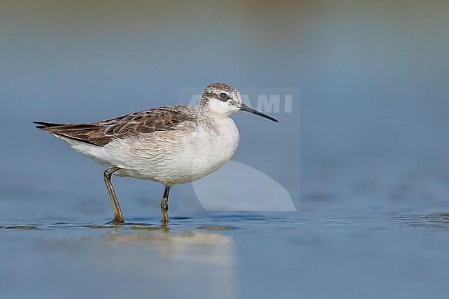 Adult non-breeding
Galveston Co., TX
May 2023 stock-image by Agami/Brian E Small,