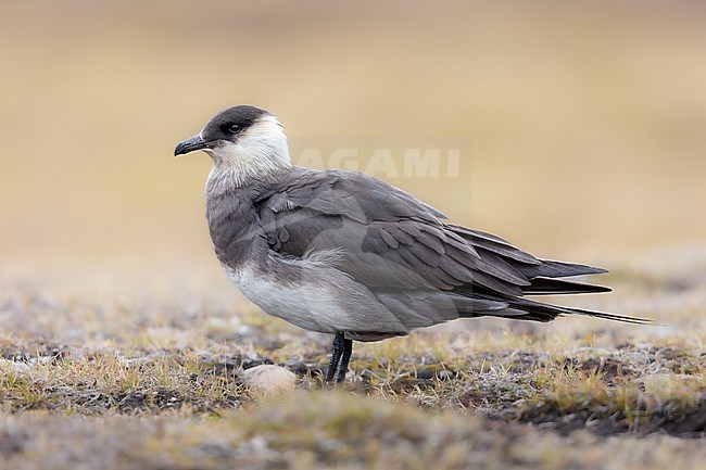 Adult pale morpf near the nest on the tundra of Svalbard stock-image by Agami/Onno Wildschut,
