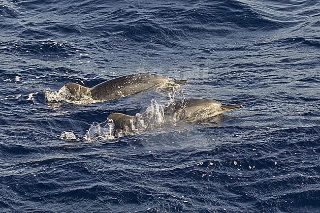 Spinner dolphin (Stenella longirostris) jumping out of the water in French Polynesia. Also known as long-snouted dolphin. stock-image by Agami/Pete Morris,
