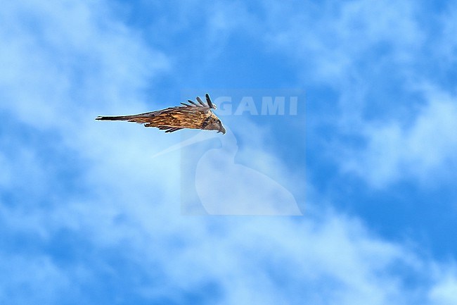 Bearded Vulture (Gypaetus barbatus), aka Lammergeier, immature in flight against a cloudy blue sky in Spain stock-image by Agami/Tomas Grim,