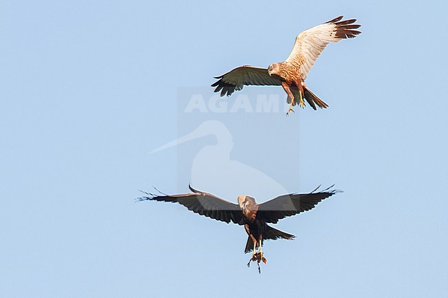 Pair of Marsh Harriers (Circus aeruginosus) handing over prey in mid air in the Netherlands. stock-image by Agami/Menno van Duijn,
