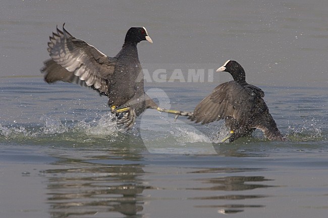 Eurasian Coot fighting in the water; Meerkoet vechtend op het water stock-image by Agami/Daniele Occhiato,