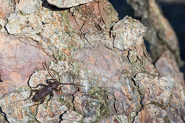 Trichoferus campestris - Velvet longhorned beetle, Germany (Baden-Württemberg), imago stock-image by Agami/Ralph Martin,