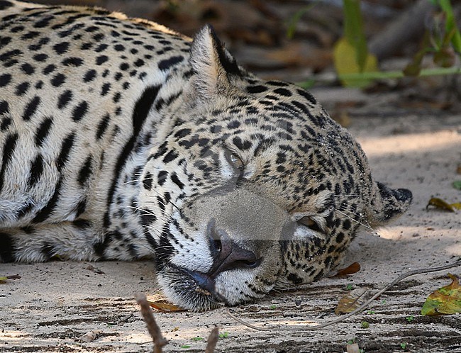 Jaguar (Panthera onca) at the Pantanal, Brazil stock-image by Agami/Eduard Sangster,