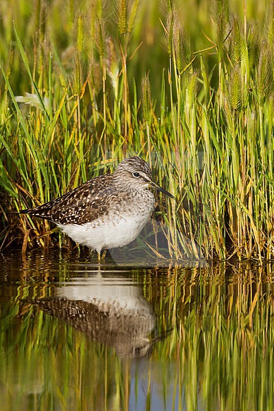 Bosruiter, Wood Sandpiper, Tringa glareola, Cyprus, adult, breeding plumage stock-image by Agami/Ralph Martin,