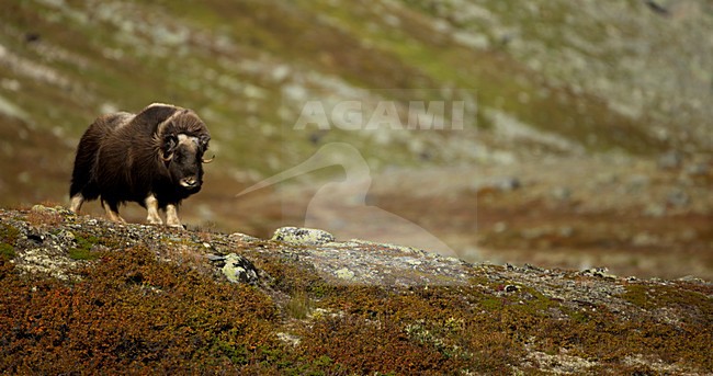 Muskusos, Muskox stock-image by Agami/Danny Green,