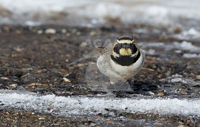 Atlasstrandleeuwerik zittend in de sneeuw; Atlas Horned Lark perched in the snow stock-image by Agami/Markus Varesvuo,