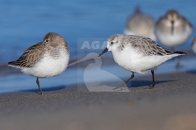 Saderling (Calidris alba), side view of an adult in winter plumage standing on the shore, Campania, Italy stock-image by Agami/Saverio Gatto,