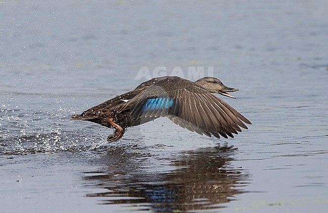 Side view of an American Black Duck (Anas rubripes) taking off and in flight. USA stock-image by Agami/Markku Rantala,