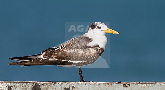 Greater Crested Tern - Eilseeschwalbe - Thalasseus bergii velox, Oman, 1st cy stock-image by Agami/Ralph Martin,