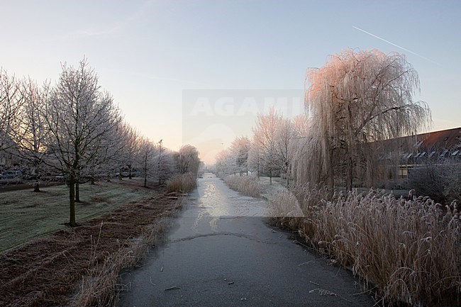Pampushout Almere Netherlands covered in hoar-frost, Pampushout Almere Nederland gehuld in rijp stock-image by Agami/Roy de Haas,