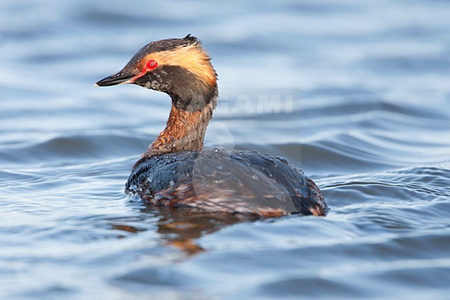 Kuifduiker in zomerkleed; Horned Grebe in breeding plumage stock-image by Agami/Martijn Verdoes,