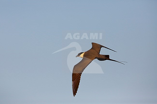 Adult Long-tailed Skua (Stercorarius longicaudus) in flight over the arctic tundra of the Indigirka delta in Russia. Calling in flight. stock-image by Agami/Chris van Rijswijk,