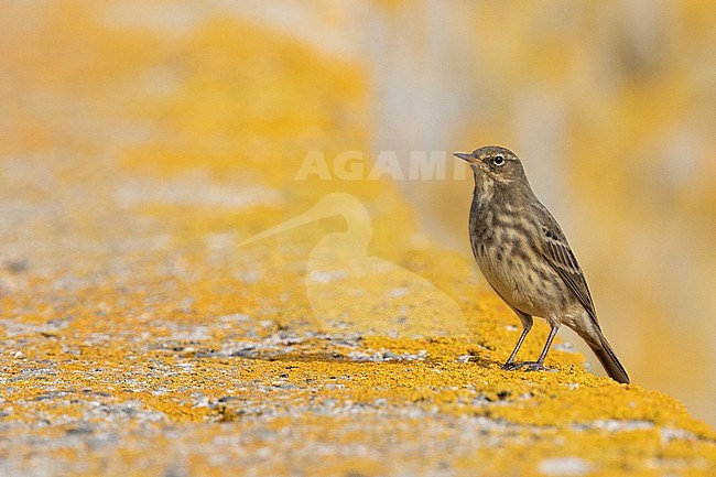 Eurasian Rock pipit (Anthus petrosus), standing on a yellow wall, with a yellow background, in Brittany, France. stock-image by Agami/Sylvain Reyt,