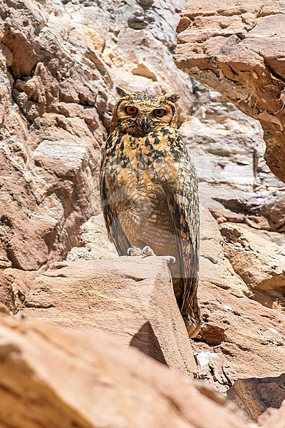 Adult Pharaoh Eagle-Owl sitting on a cliff near Abu Simbel, Egypt. April 2009. stock-image by Agami/Vincent Legrand,