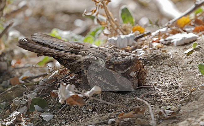 Red-necked Nightjar (Caprimulgus ruficollisat) resting on ground in Andalusia, Spain stock-image by Agami/Helge Sorensen,