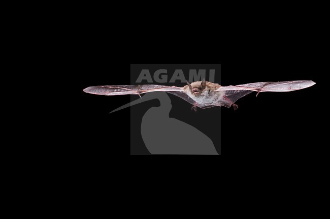 Meervleermuis vliegend; Pond bat flying stock-image by Agami/Theo Douma,