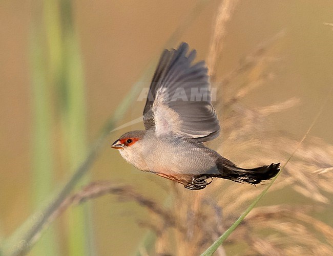 Common Waxbill (Estrilda astrild) in Spain. stock-image by Agami/Tomi Muukkonen,