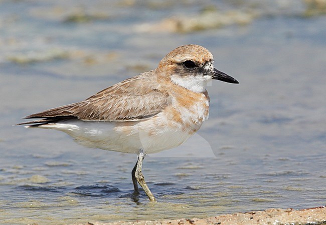 Woestijnplevier in zoutpan; Greater Sandplover in salt pan stock-image by Agami/Markus Varesvuo,