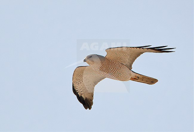 Migrating Levant Sparrowhawk (Accipiter brevipes) stock-image by Agami/Michael McKee,