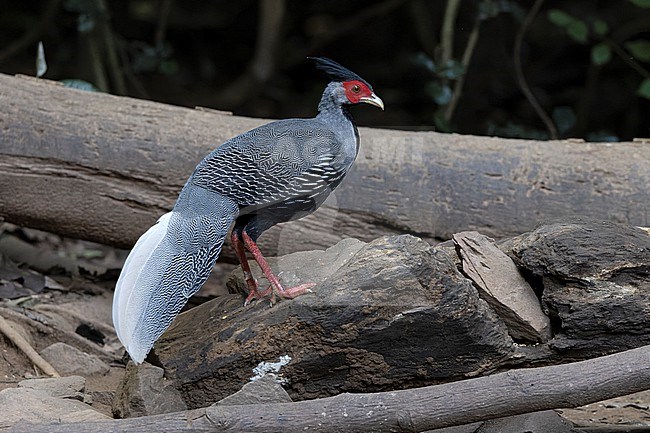 Male Kalij Pheasant (Lophura leucomelanos) at Kaeng Krachan NP, Thailand stock-image by Agami/David Monticelli,