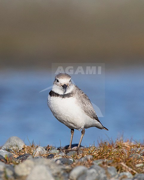 Adult Wrybill (Anarhynchus frontalis) standing in a river bed in Glentanner Park, South Island, New Zealand. Look straight ahead, showing bent bill form. stock-image by Agami/Marc Guyt,